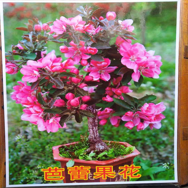 芭蕾海棠