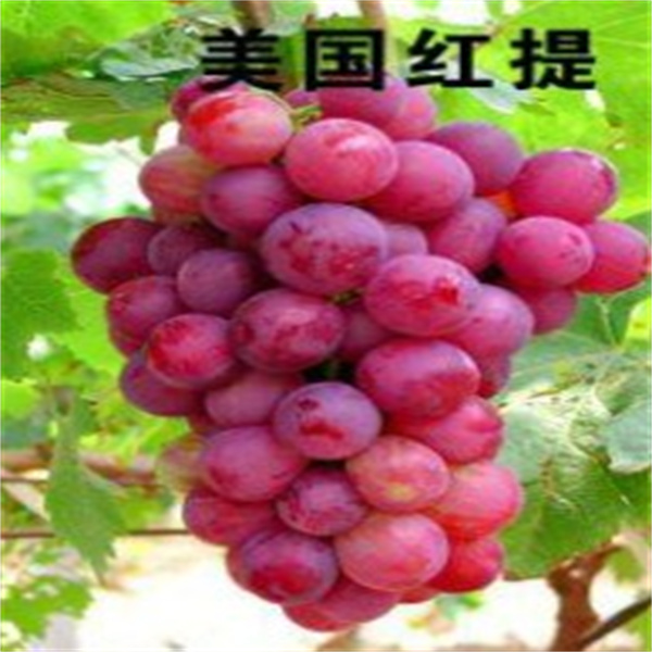 美國(guó)紅提【爬藤植物】